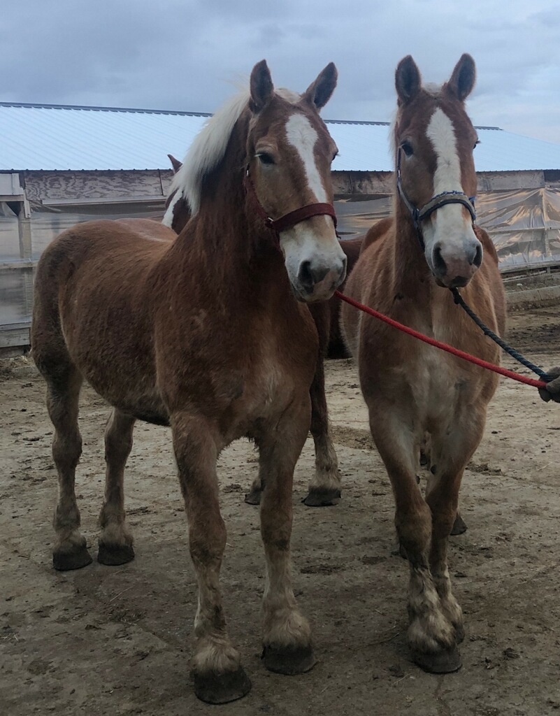 Draft Horse Sale, Friday, April 20th Photo Gallery Central WI Horse Sales Draft Horse Sale, Friday, April 20th Photo Gallery Central WI Horse Sales
