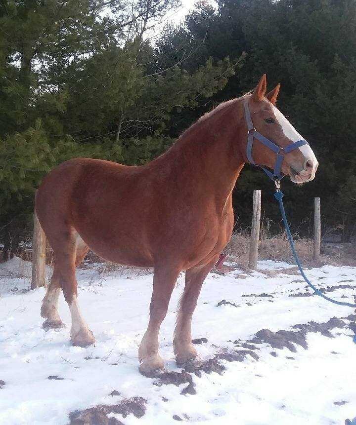 Draft Horse Sale, Friday, April 20th Photo Gallery Central WI Horse Sales