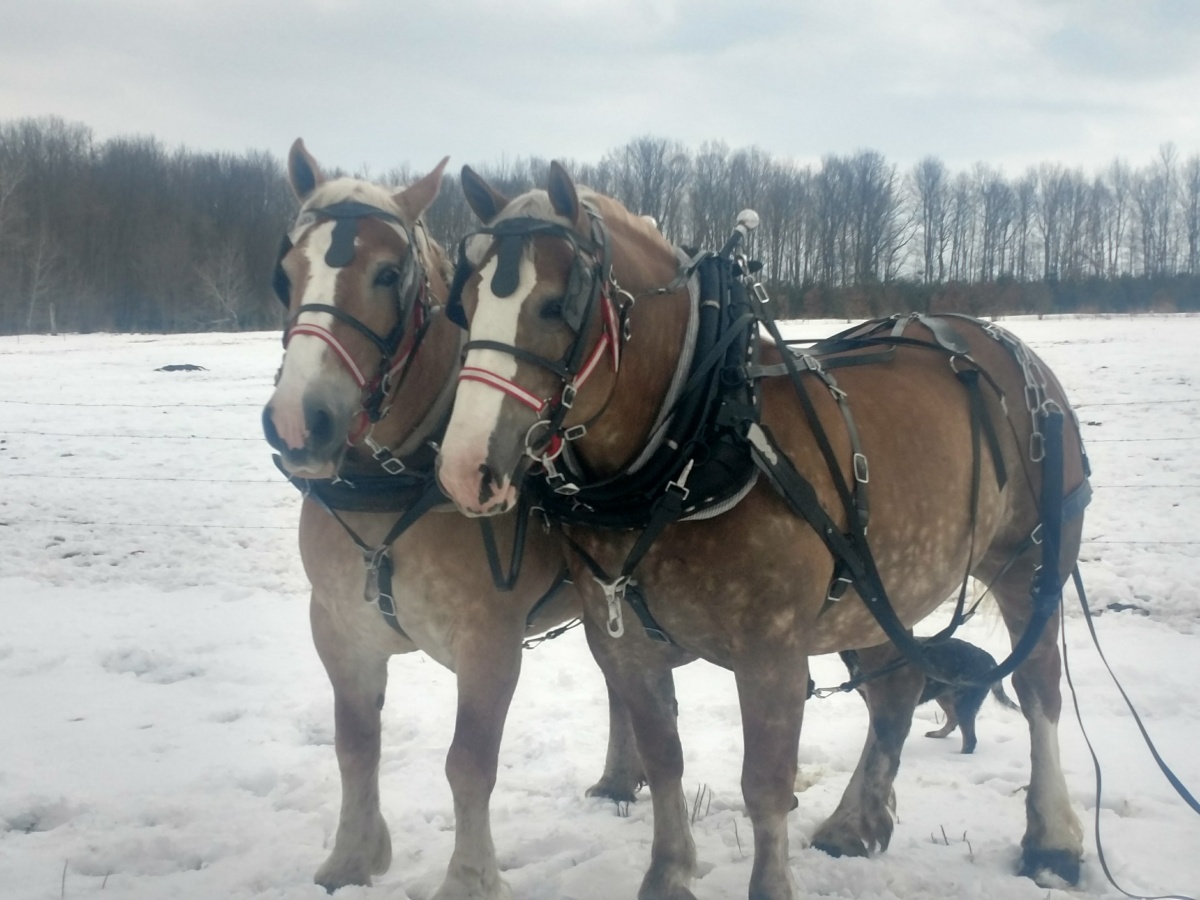 Draft Horse Sale, Friday, April 20th Photo Gallery Central WI Horse Sales Draft Horse Sale, Friday, April 20th Photo Gallery Central WI Horse Sales